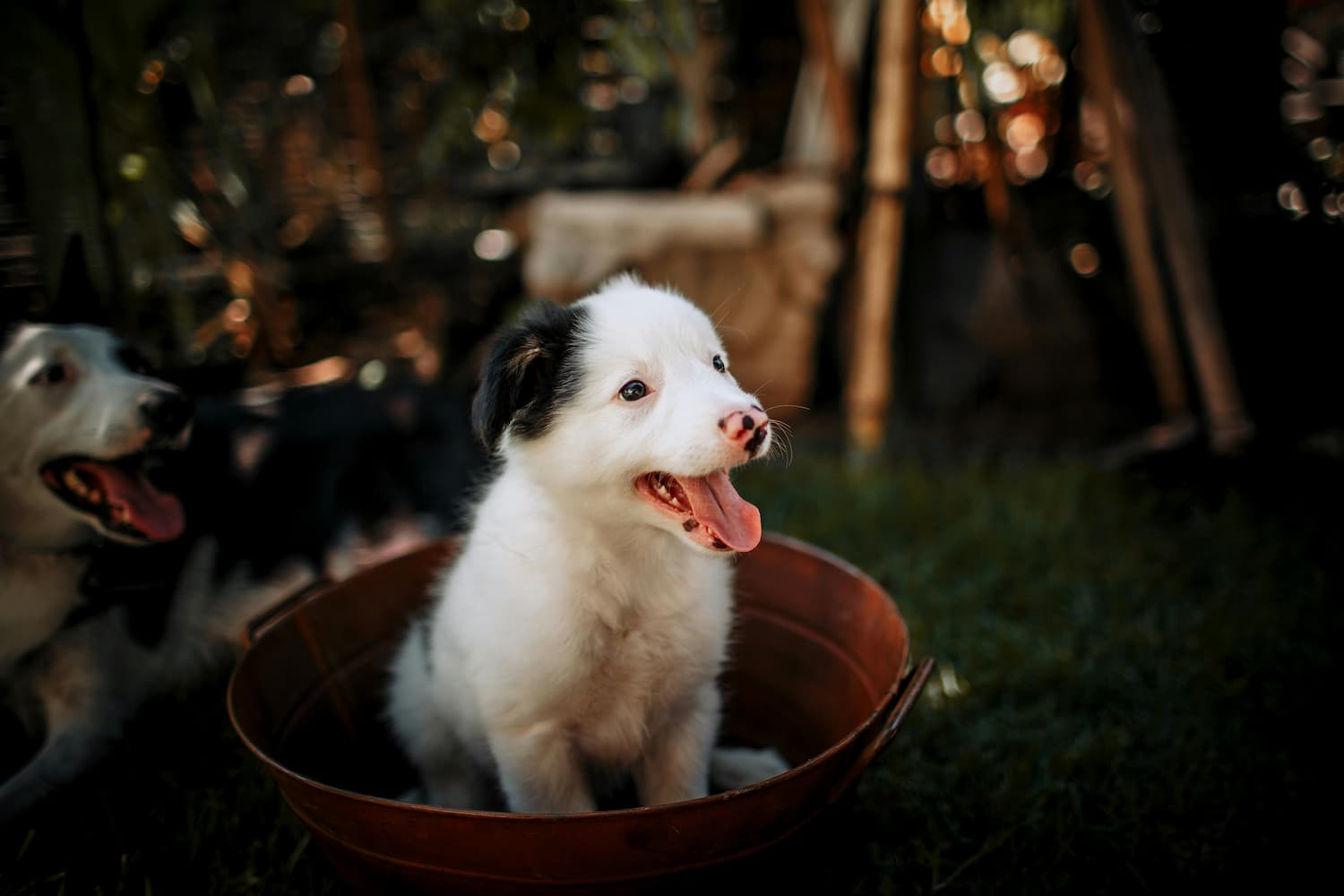 dog crate training schedule