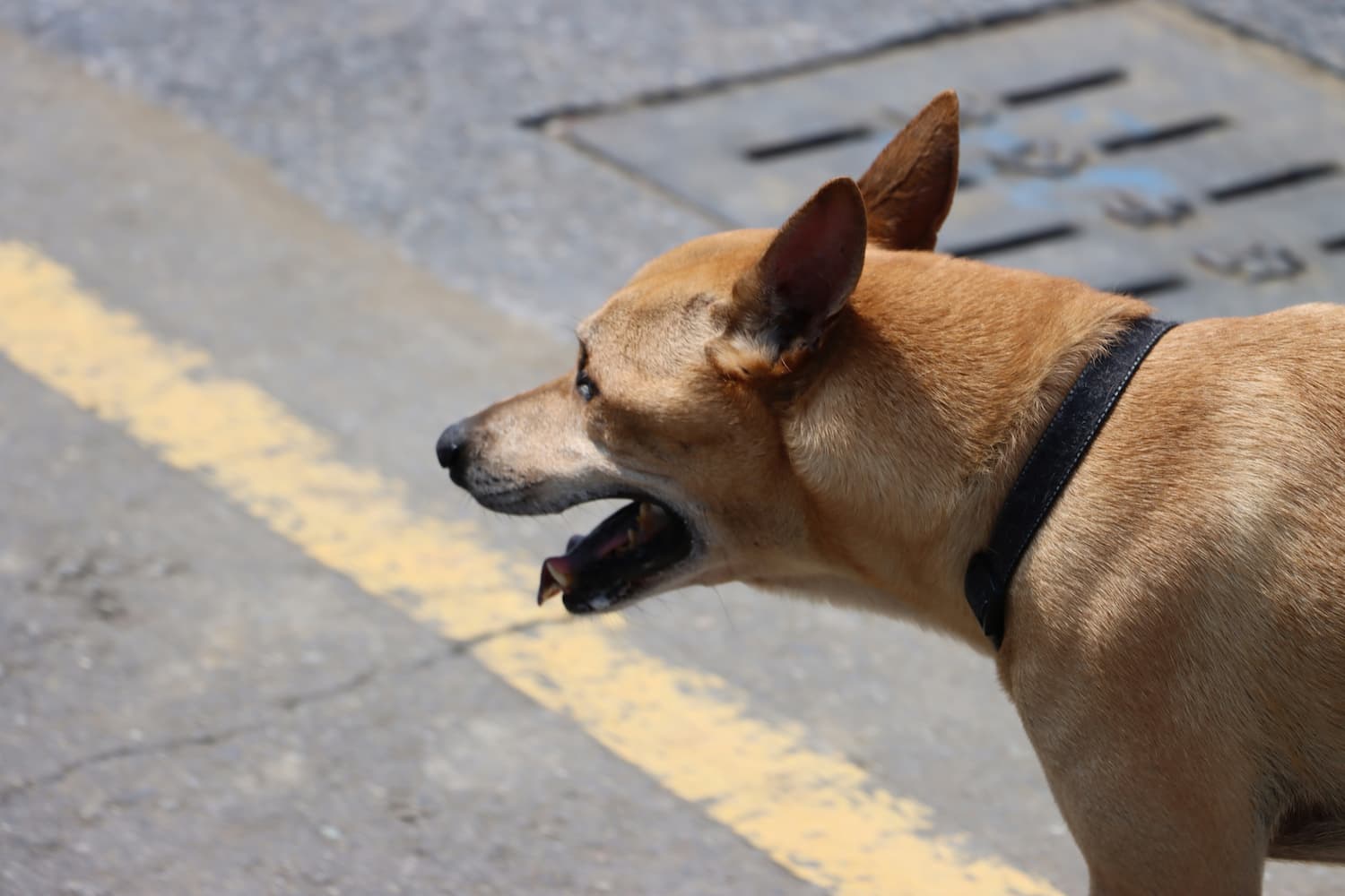 dog puking up