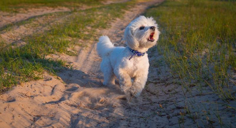 how-to-stop-a-dog-from-barking