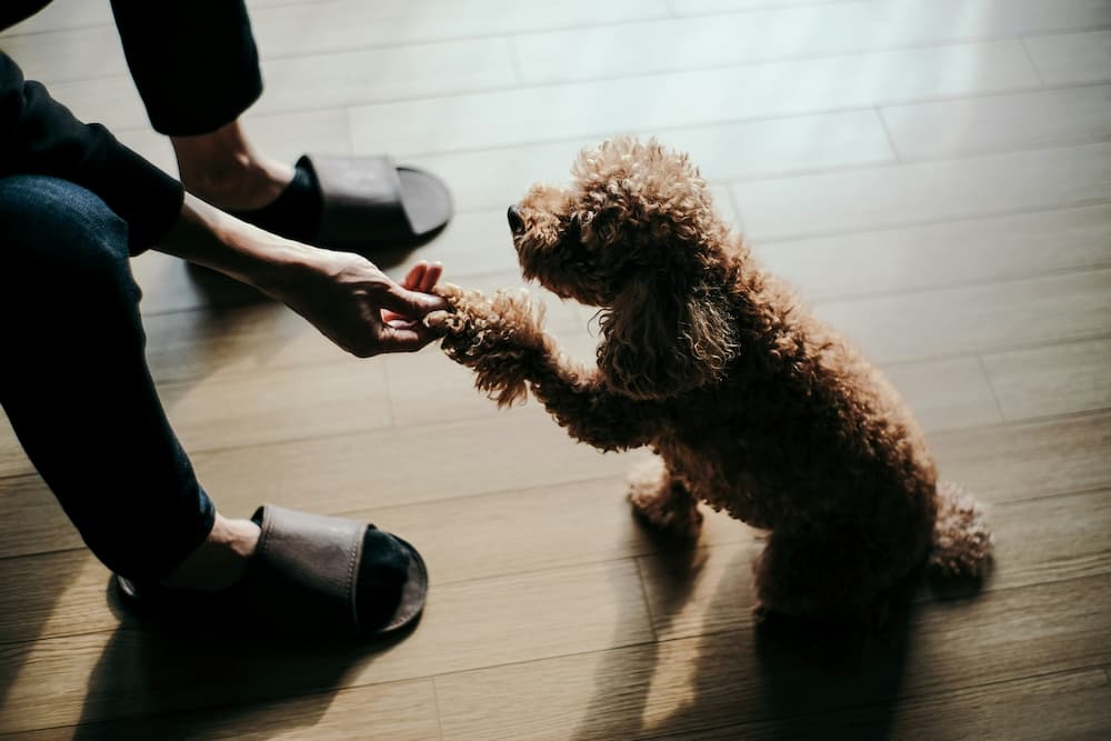 dog training cost