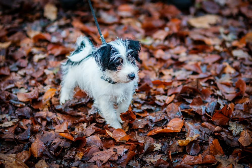 how much should puppies eat