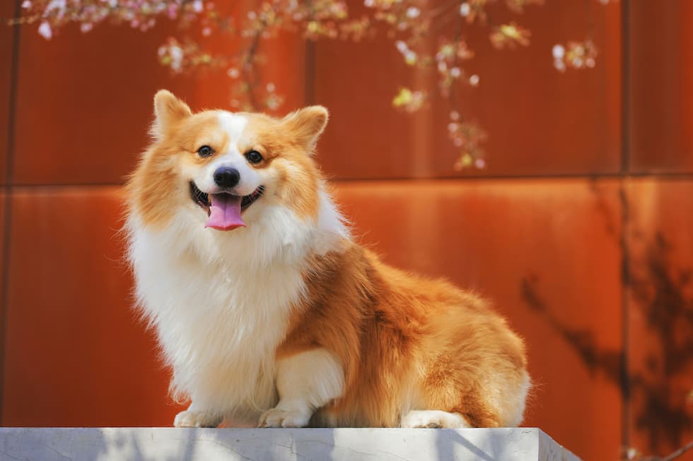 why do dogs bark