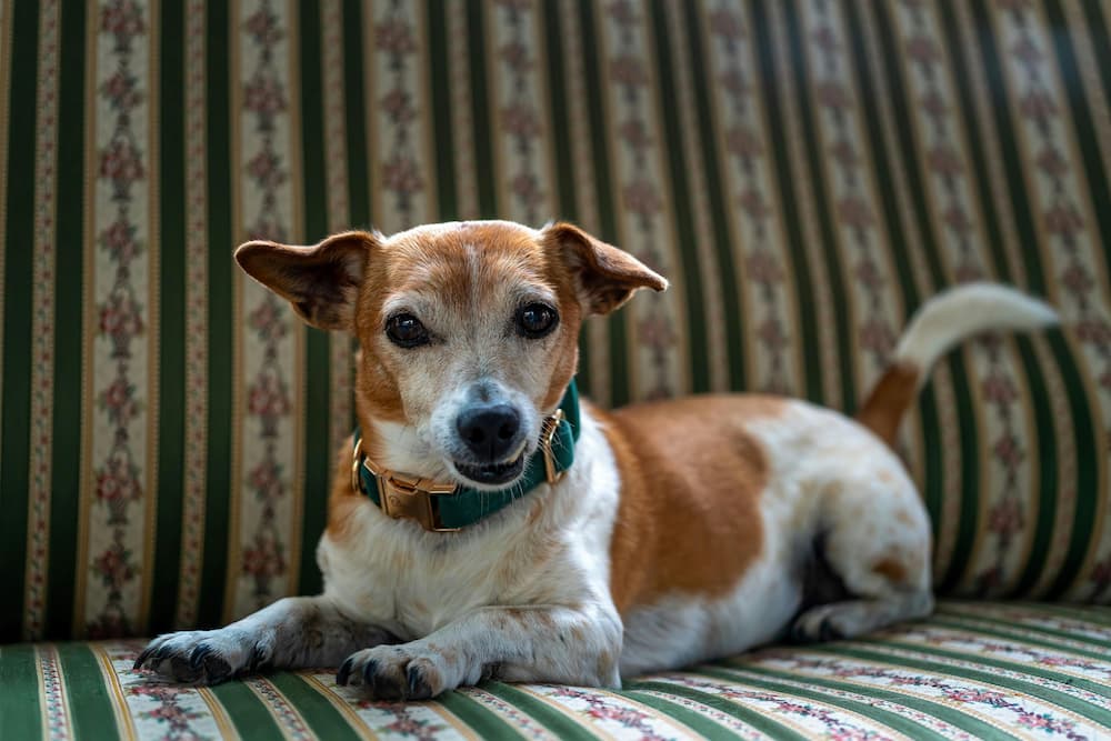 colitis disease in dogs