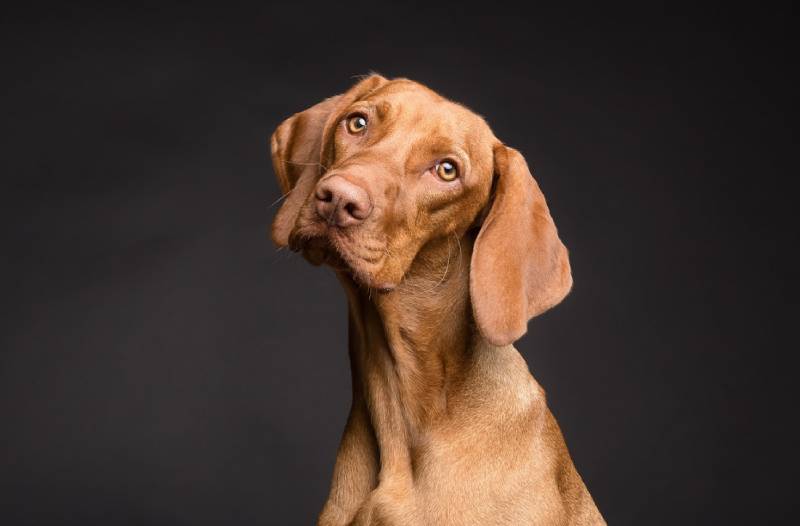 dog-with-soft-eyes