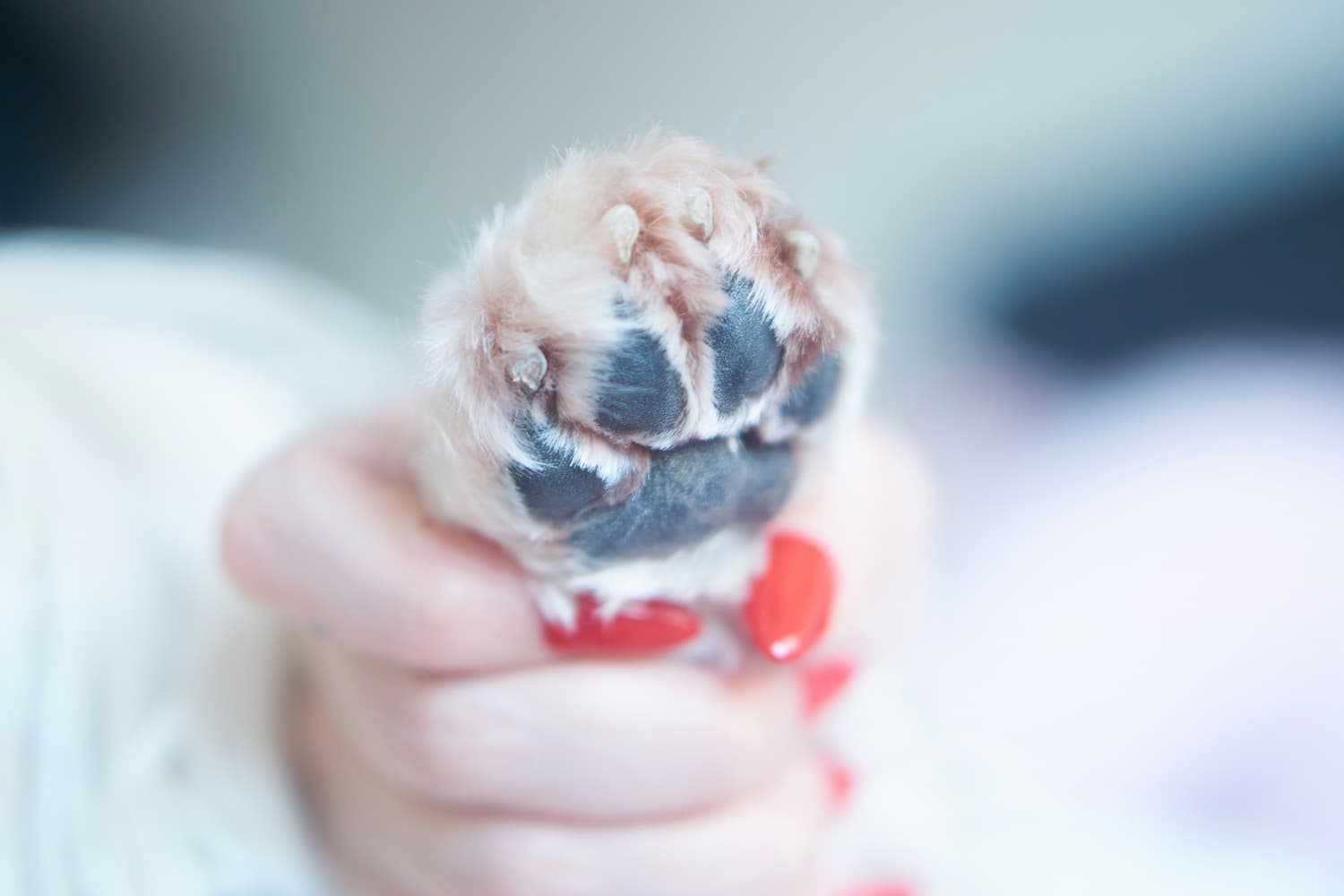 how to cut dog nails