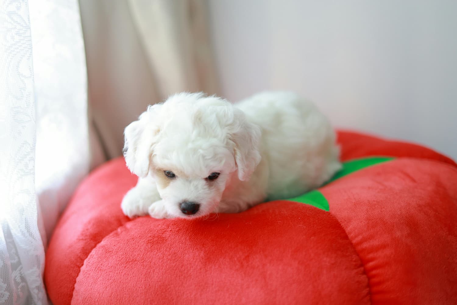 dog laxative
