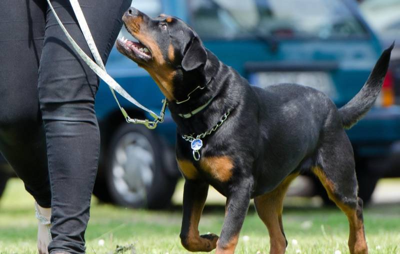 dog-training