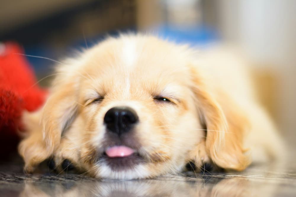 dog colitis