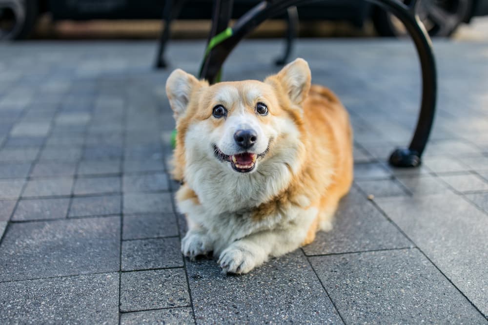 signs of bloat in dogs