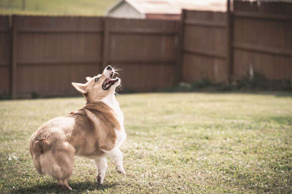 reactive dog