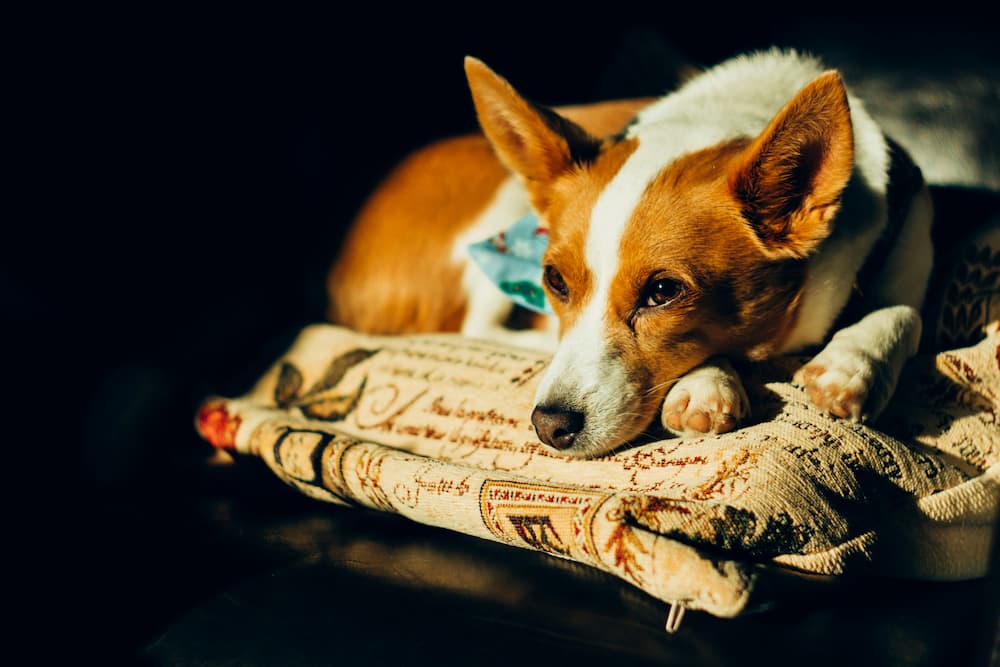 upset stomach in dogs