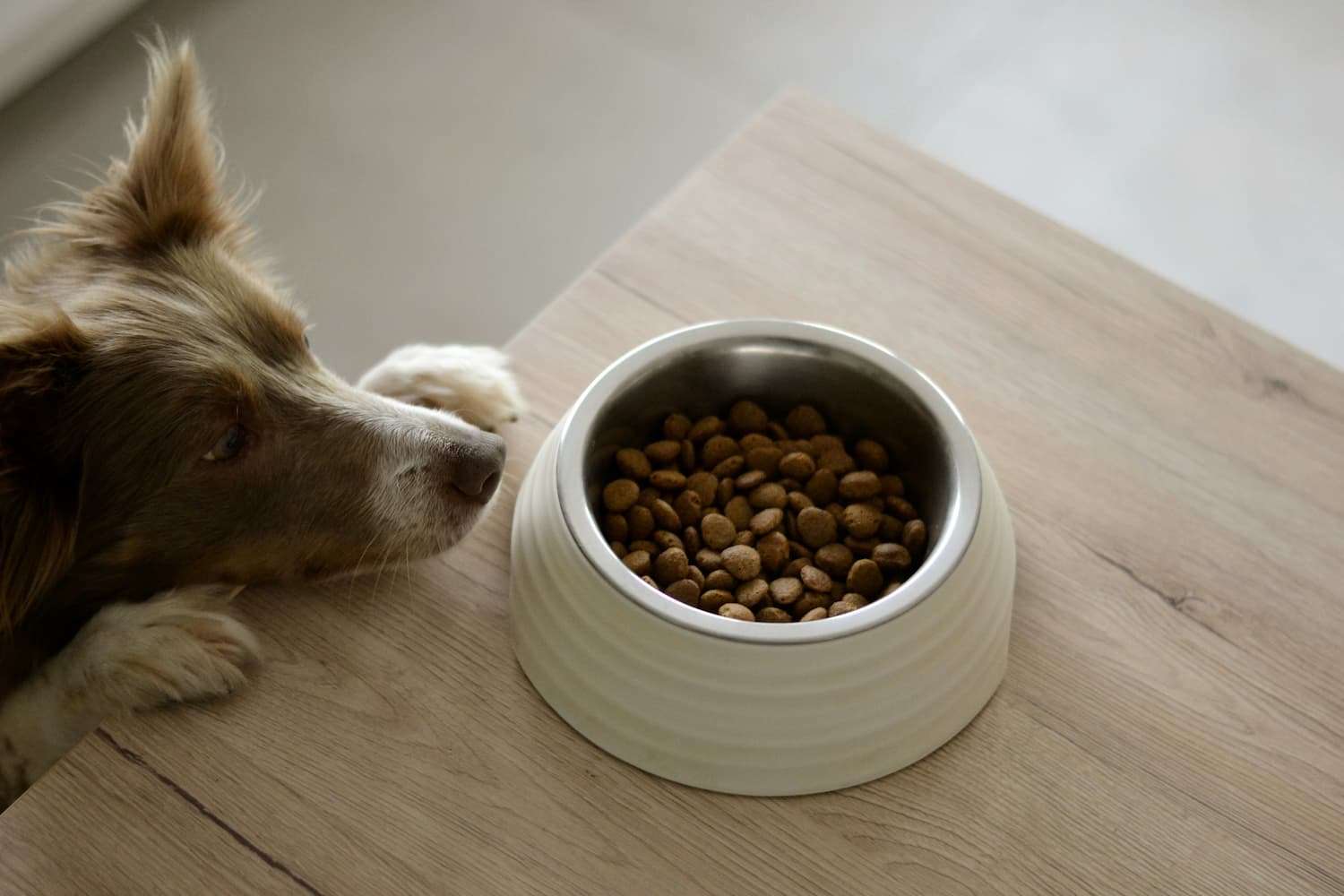 can puppies eat cat food