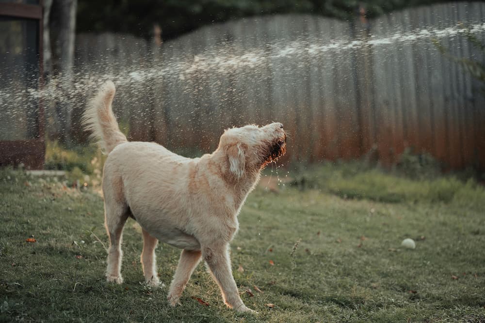 dog reactivity