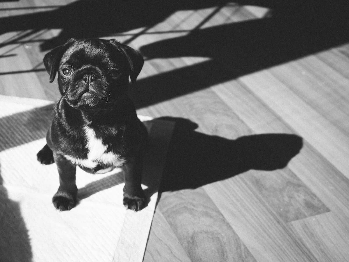 puppy training schedule crate
