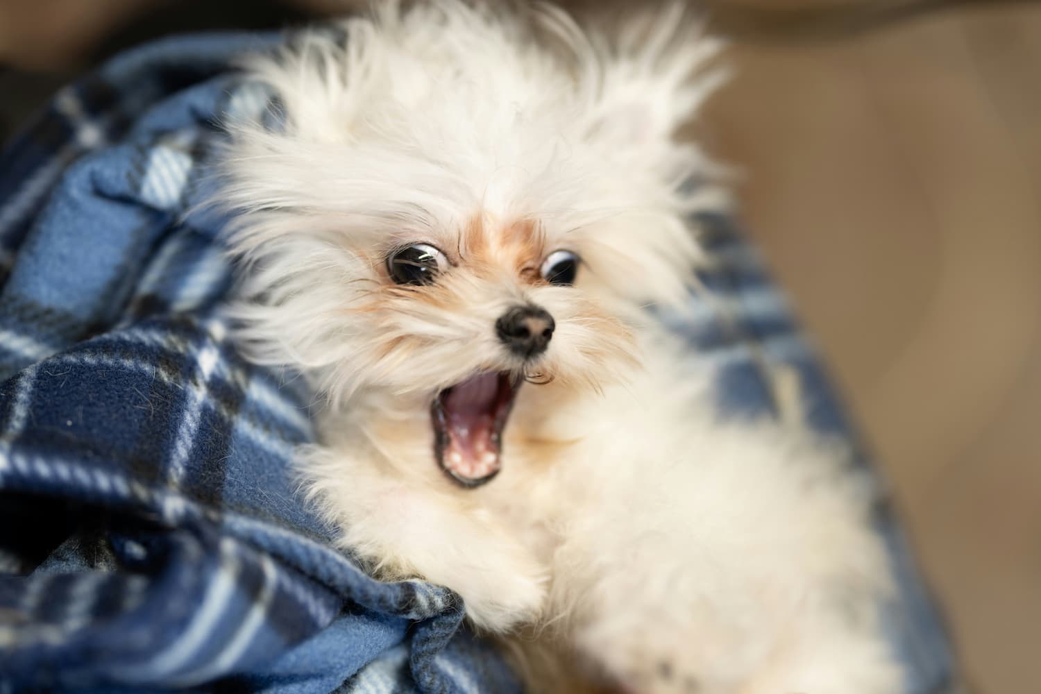 average cost of dog teeth cleaning
