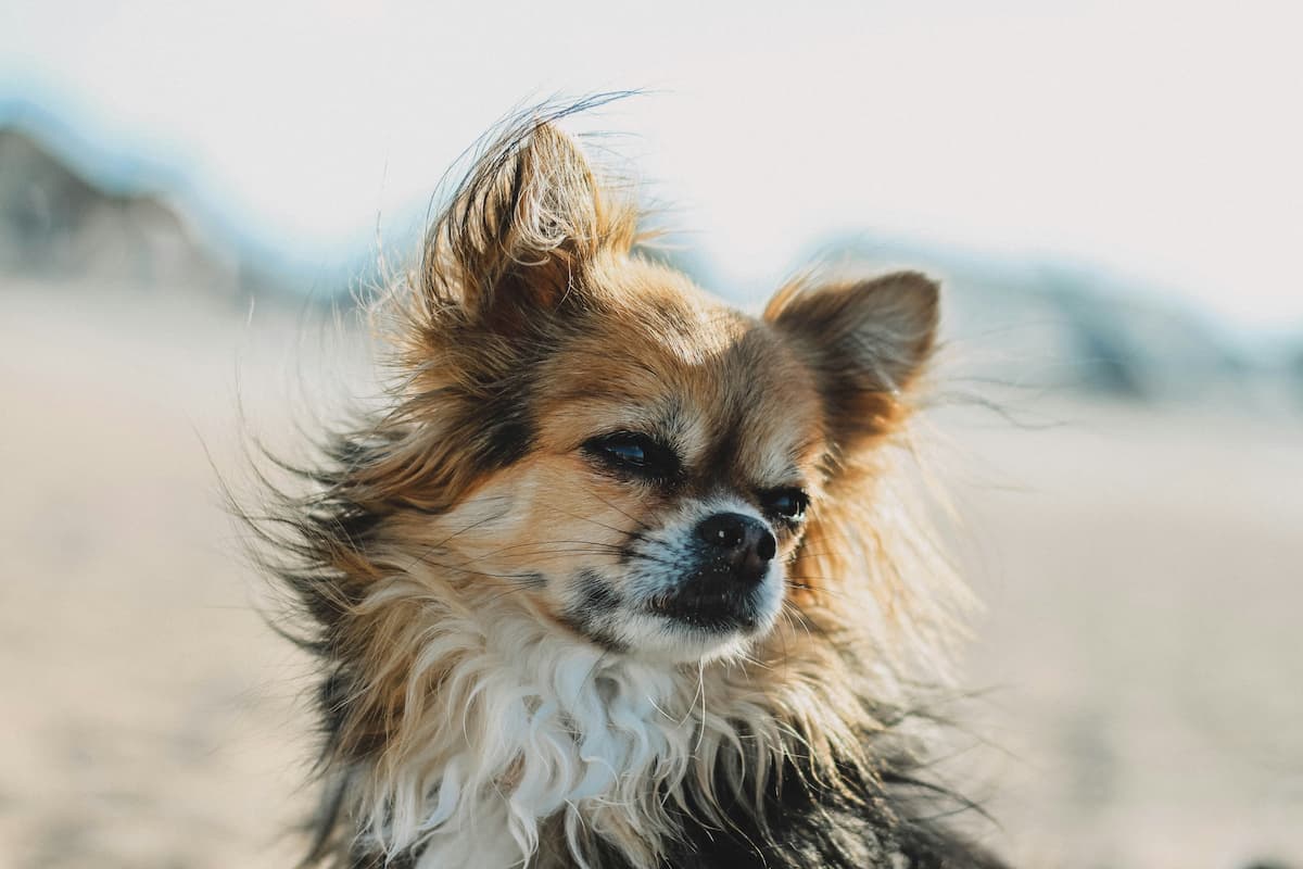 cleaning dogs ears
