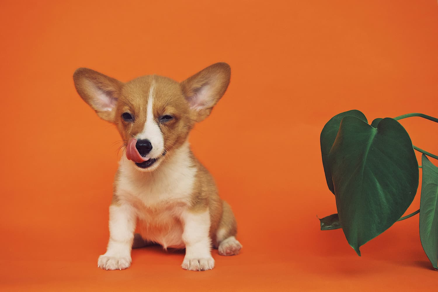 how much food to feed a puppy