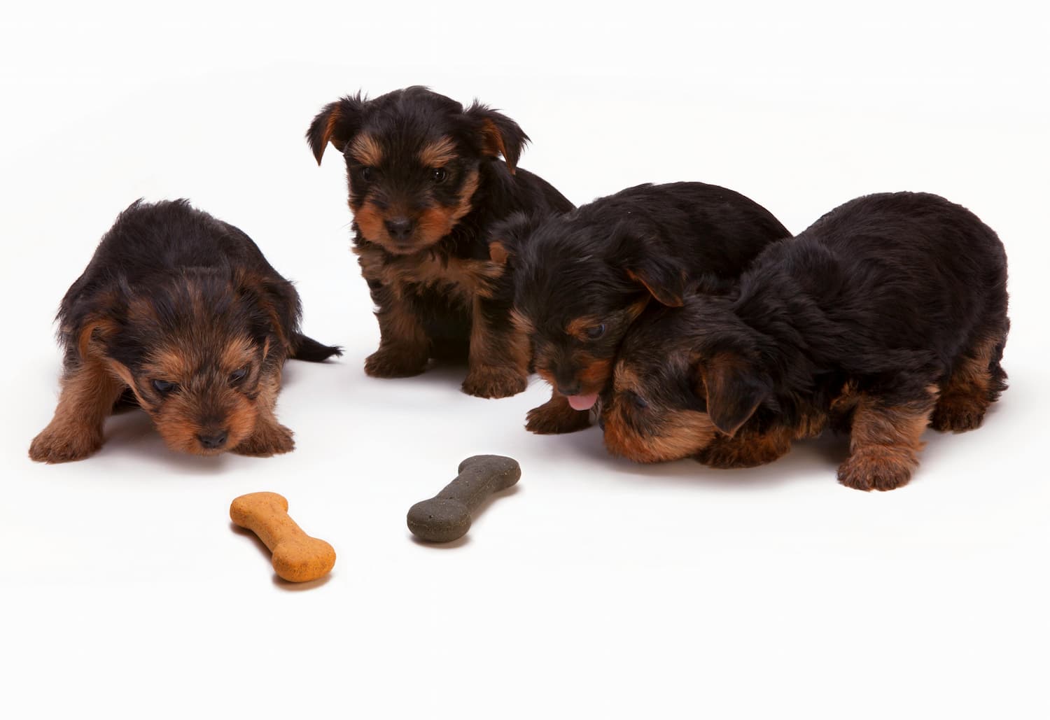 switching dog food