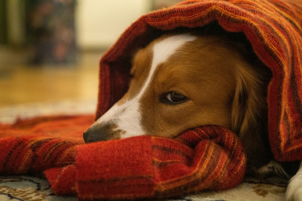colitis in dogs