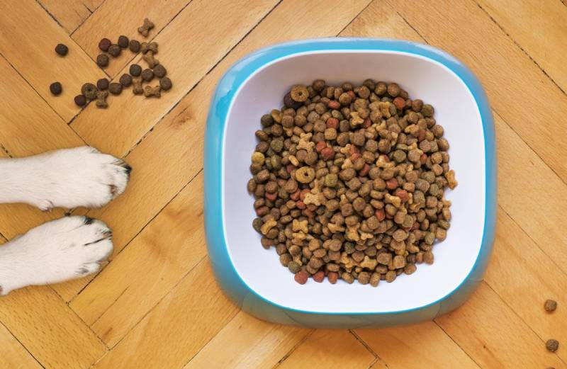 how-much-food-to-feed-dogs