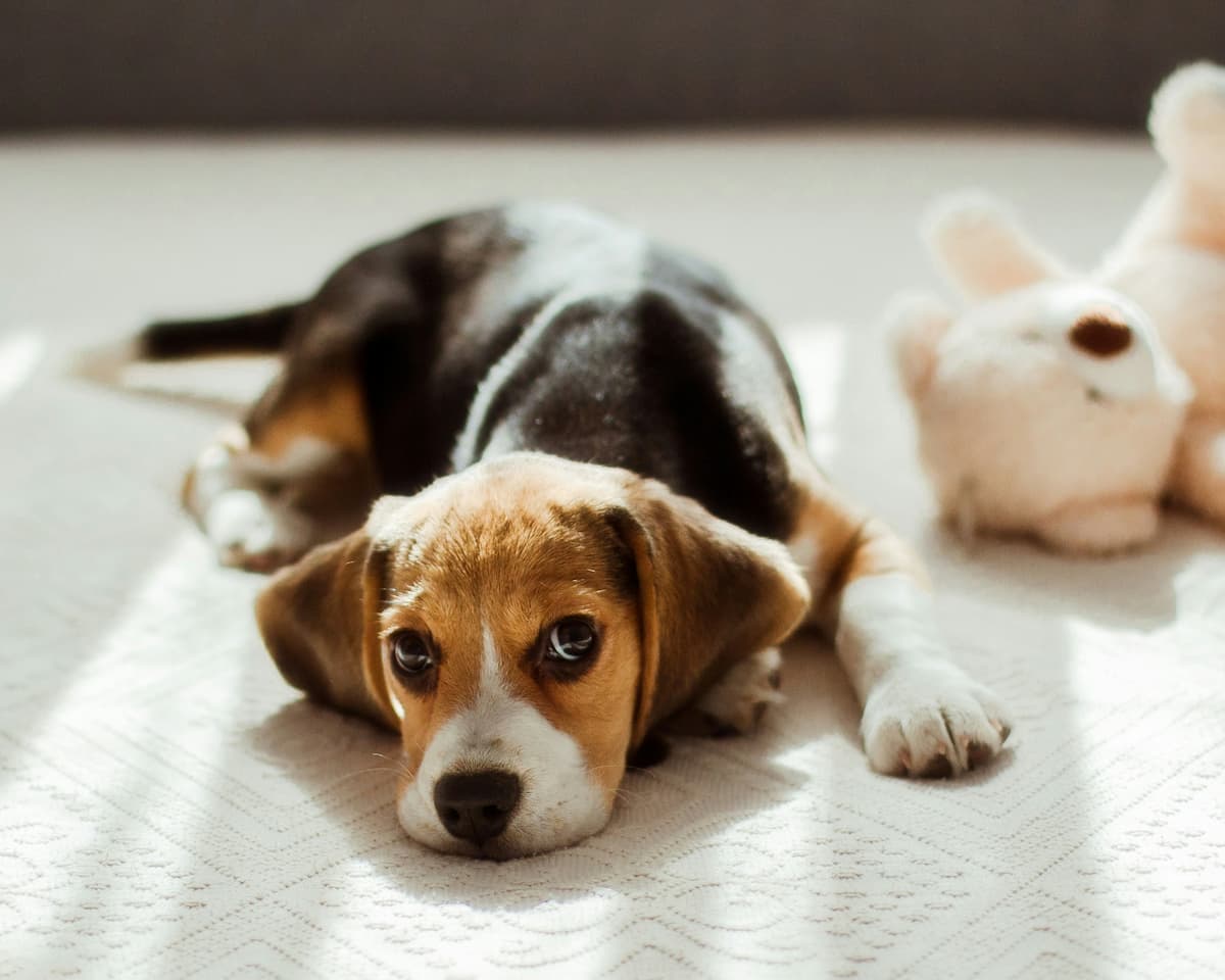 how to crate train puppy overnight