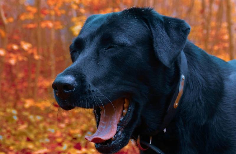 dog-yawning
