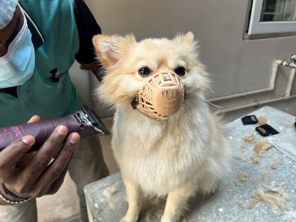 stop dog shedding home remedy