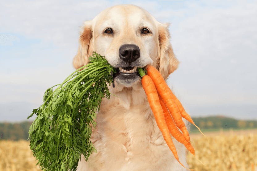 can dogs eat carrots