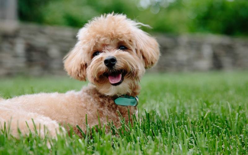 smiling-dog