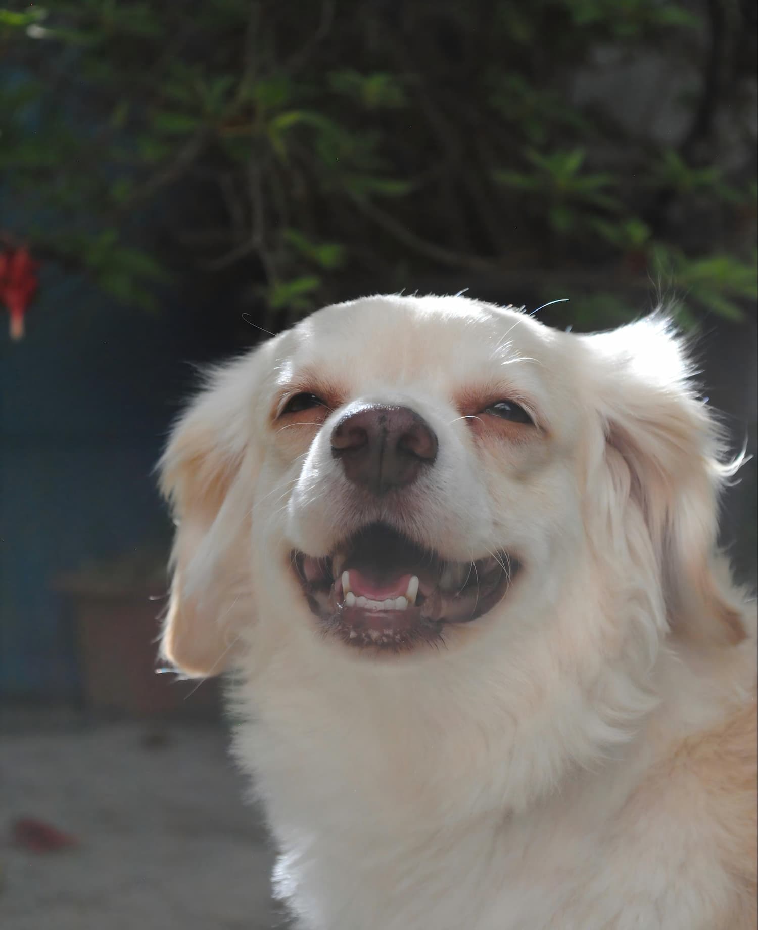 dog squinting