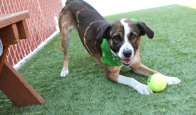 dog-playful-posture