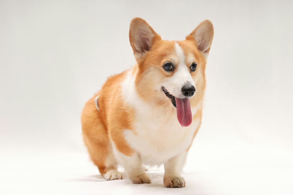 bloat in dogs
