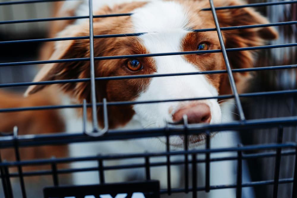 stop your puppy from barking in the crate