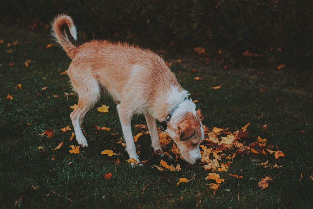 dog throwing up white foam