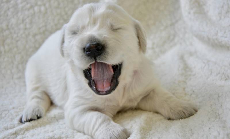 puppy-resting-on-the-blanket