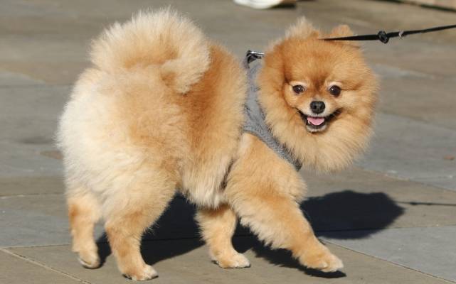 dog-wag-tail