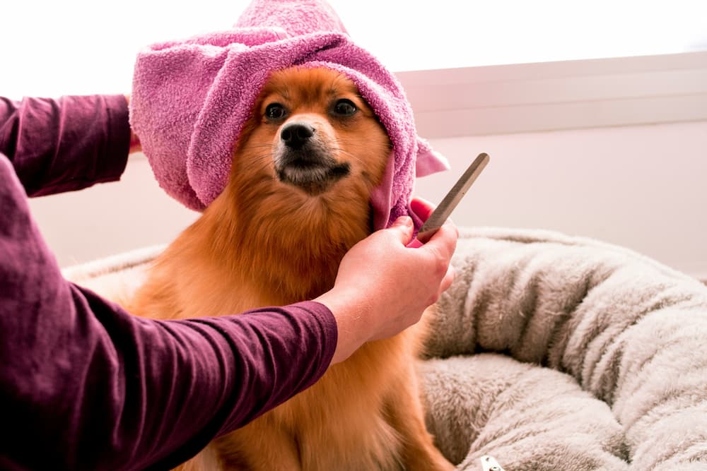 dog grooming cost
