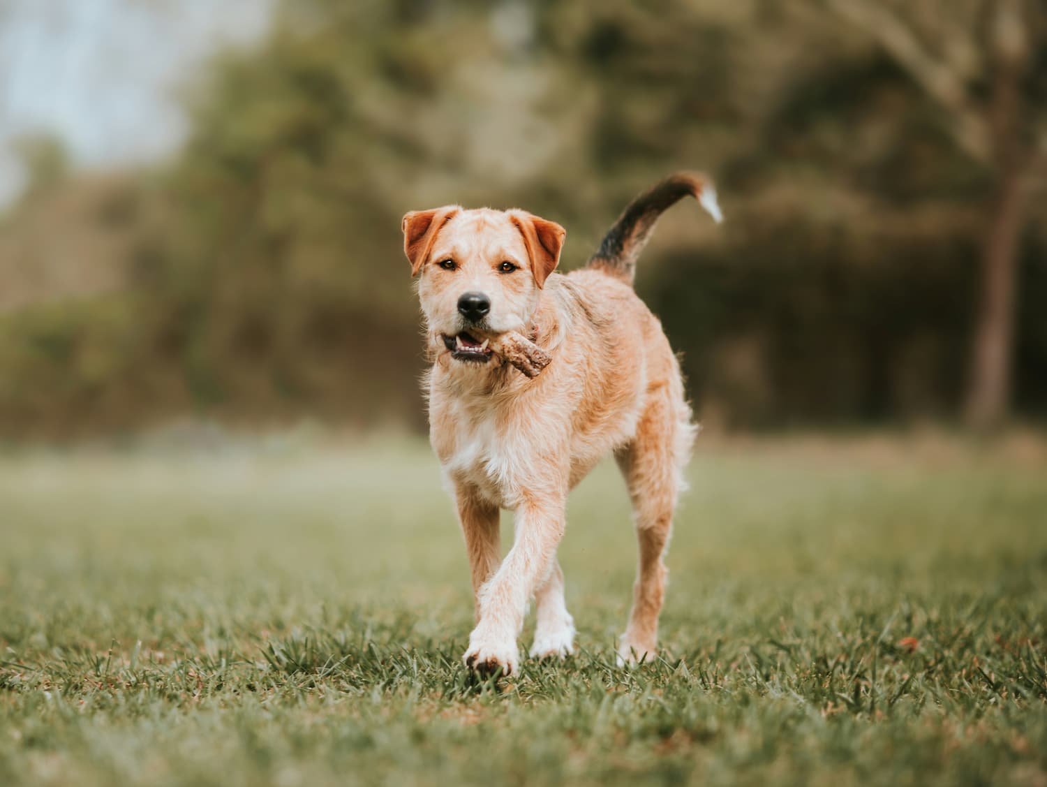 puppy crate training schedule