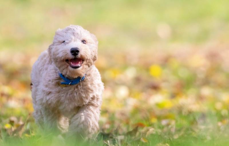 dog-barking-while-running