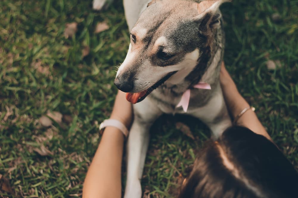 how to teach a puppy to stay