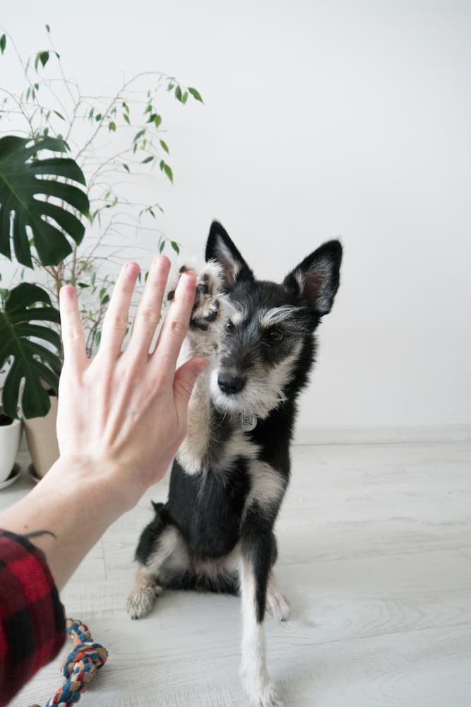 how much does it cost to train a dog