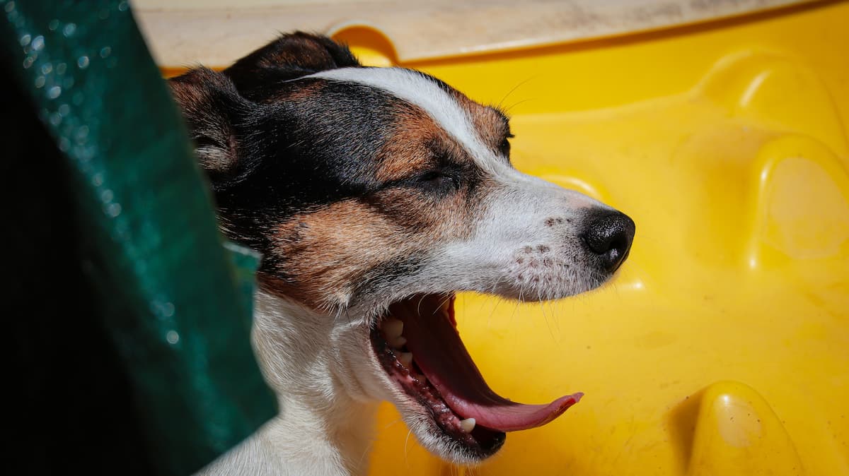 dog throwing up yellow