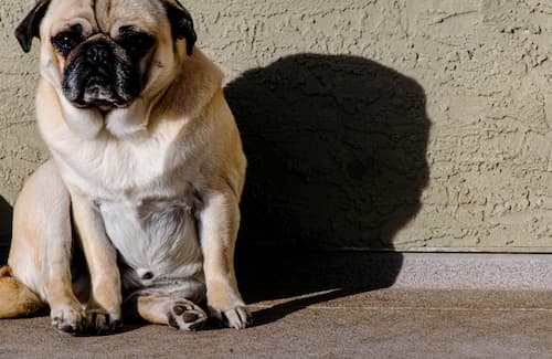 colitis in dogs from stress