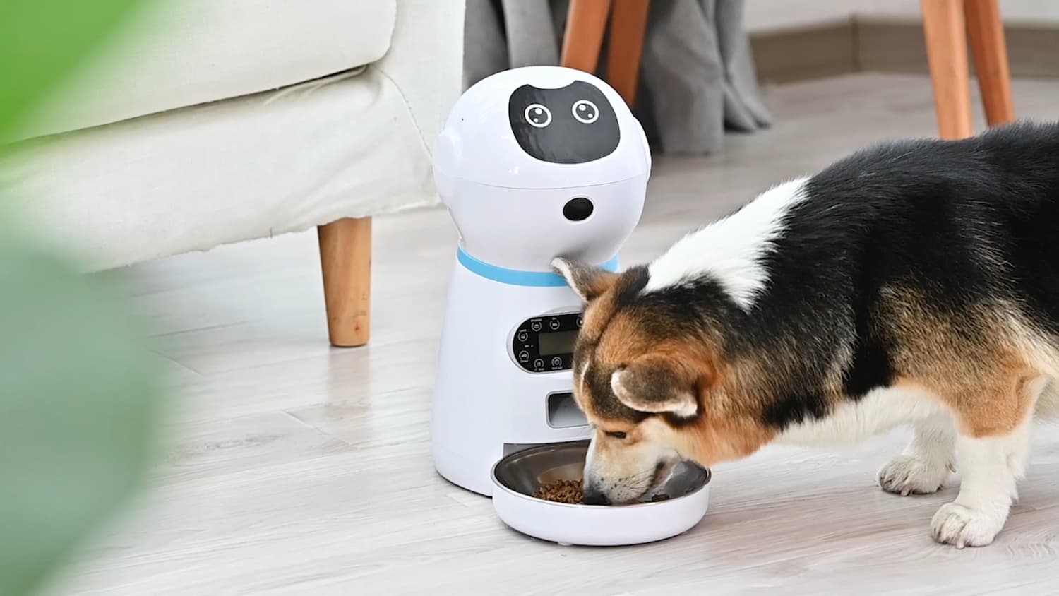 auto dog feeder