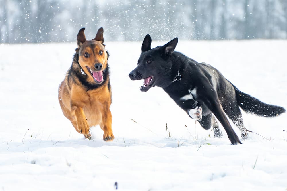 aggressive dog training