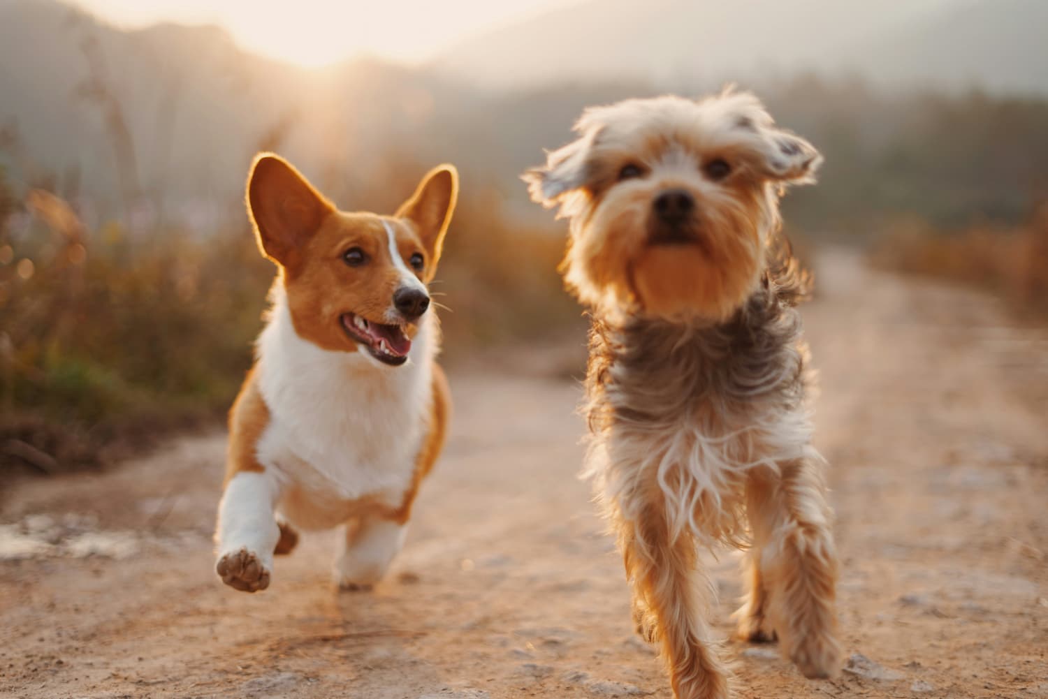 dog training tips for puppies