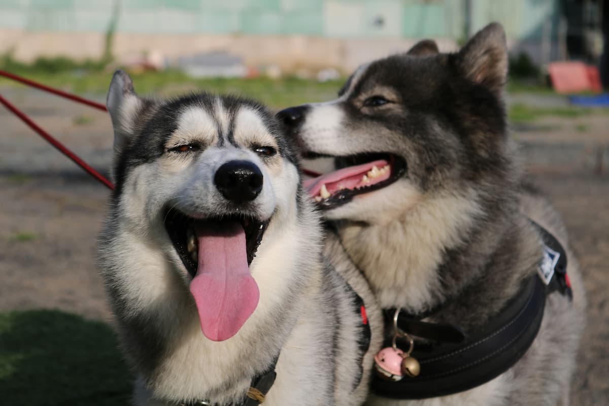how to get two dogs to get along
