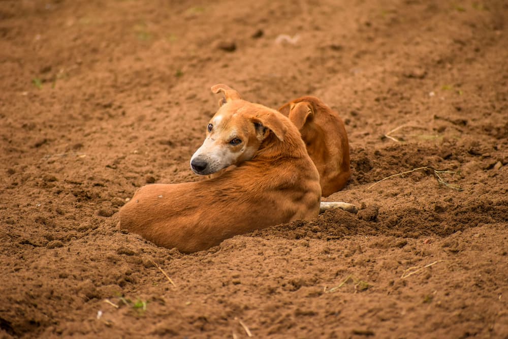 dog constipation symptoms