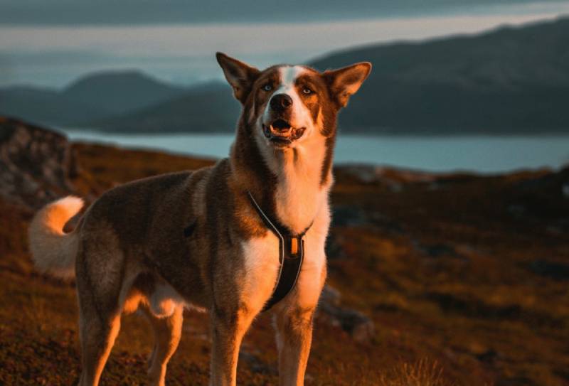 dog-barking