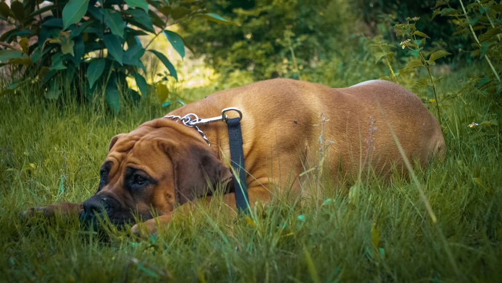 canine nausea